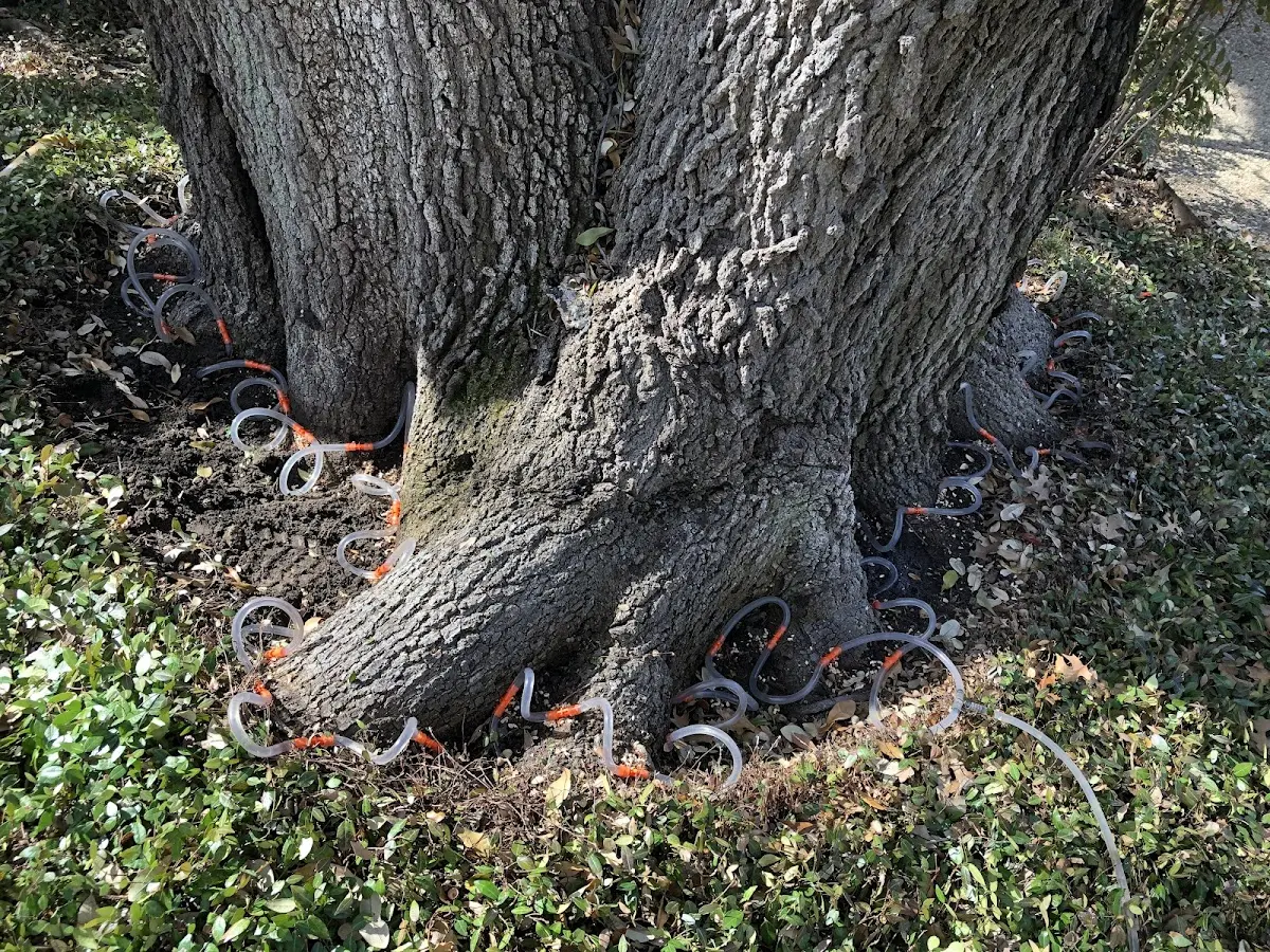 Detailed Tree Cabling and Bracing job site in Santa Ynez
